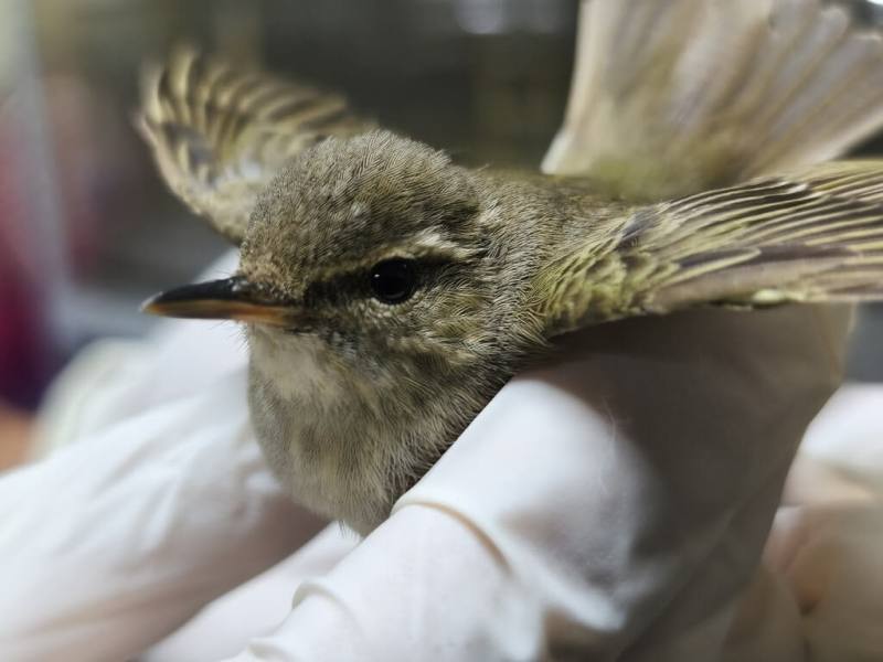 繁殖於西伯利亞的「極北柳鶯」日前現蹤新北市林口街頭，路人通報動保處救援，研判是因體力透支虛弱，經餵食休息後已恢復，並野放重返山林。（動保處提供）