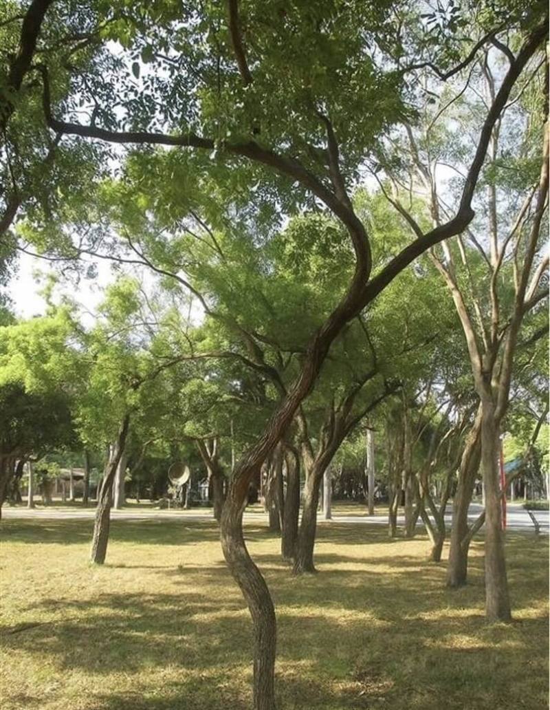 台南市地政局15日指出，永康砲校2期計畫區面積69.03公頃，7月已完成全區樹木調查，其中胸徑120公分以上老榕樹43棵，除2棵因道路建設移植外，其他老樹將原地保留，以綠廊設計串聯樹群，營造人與自然共處友善空間。（台南市政府提供）