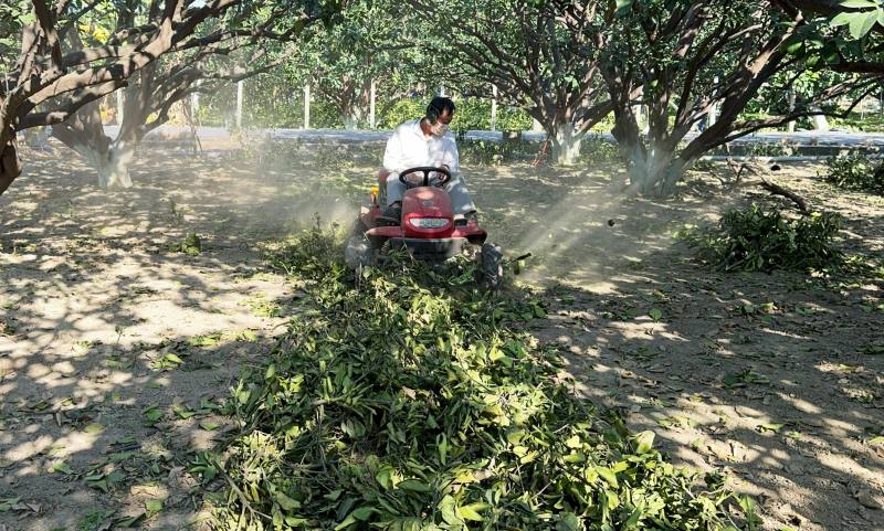 文旦修剪後之枝條廢棄物採機具現地粉粹處理