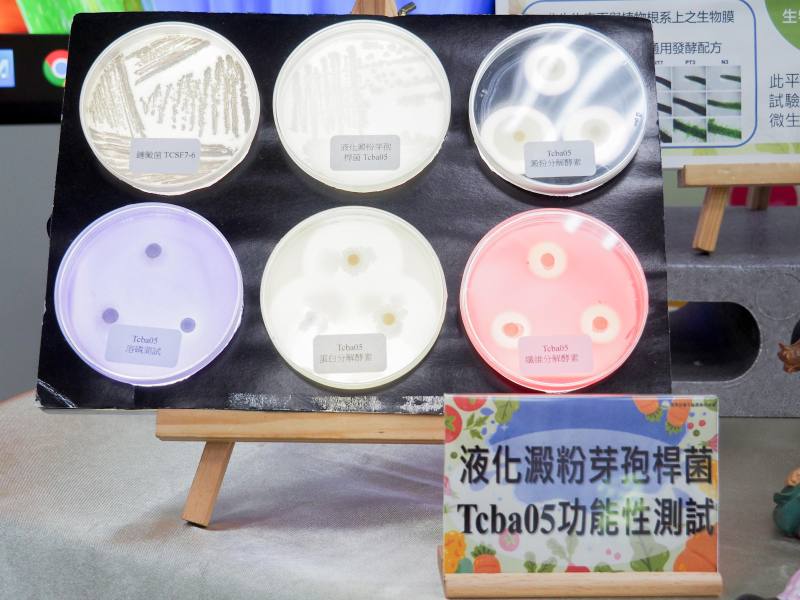 臺中農改場現場展示緩解蔬菜作物逆境之微生物菌株功能性組合。