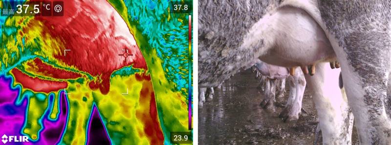 以紅外線熱像儀拍攝乳牛乳房之熱影像對照圖(來源：TATM農業技術交易網)
