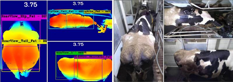 3D影像攝影機感測靈敏度高且拍攝死角少，可有效改善傳統影像受牛隻花色與糞便污染之干擾(來源：農業知識入口網)