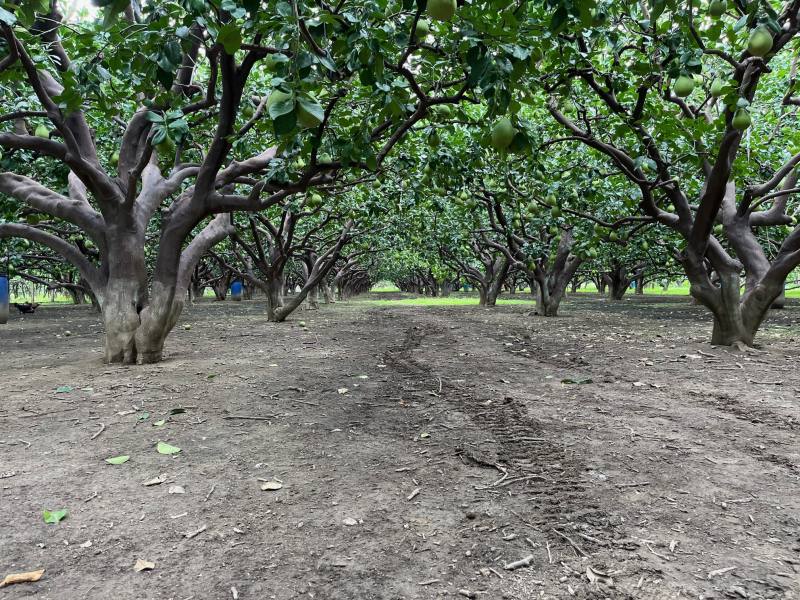 根據調查結果，文旦草生栽培園區(左)之土壤有機碳儲量平均約為每公頃56噸；非草生栽培園區(右)則約為每公頃26公噸