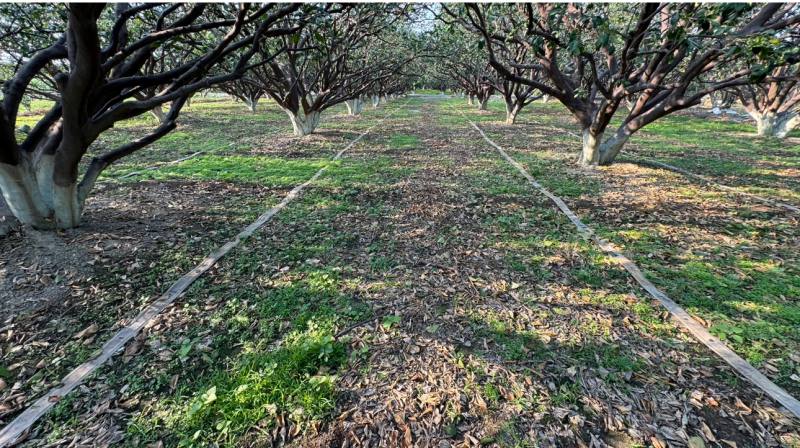 文旦修剪後之枝條廢棄物採機具現地粉粹 ，約1週內萎凋、乾枯，約3~4個月達腐化、分解