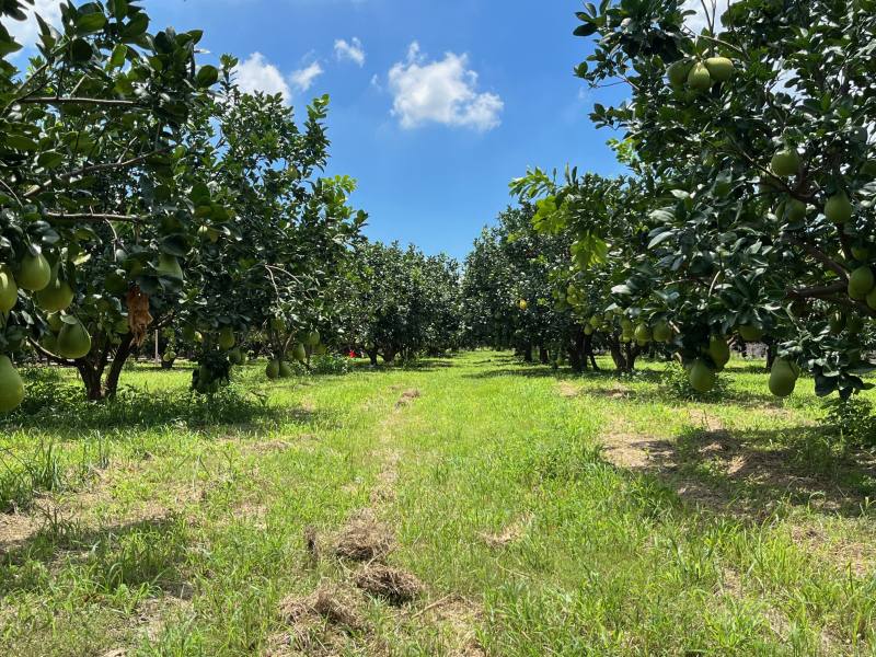 根據調查結果，文旦草生栽培園區(左)之土壤有機碳儲量平均約為每公頃56噸