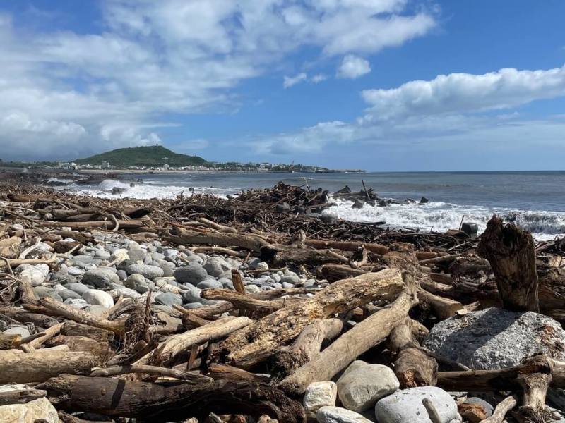 颱風樺加沙在台東山區降下豪大雨將倒木、枯樹帶到海邊和溪流，林保署台東分署公告22日起開放民眾撿拾漂流木，撿拾不限尺寸和重量，可用鏈鋸，允許小型車搬運。圖為富岡港附近漂流木。（林保署台東分署提供）
