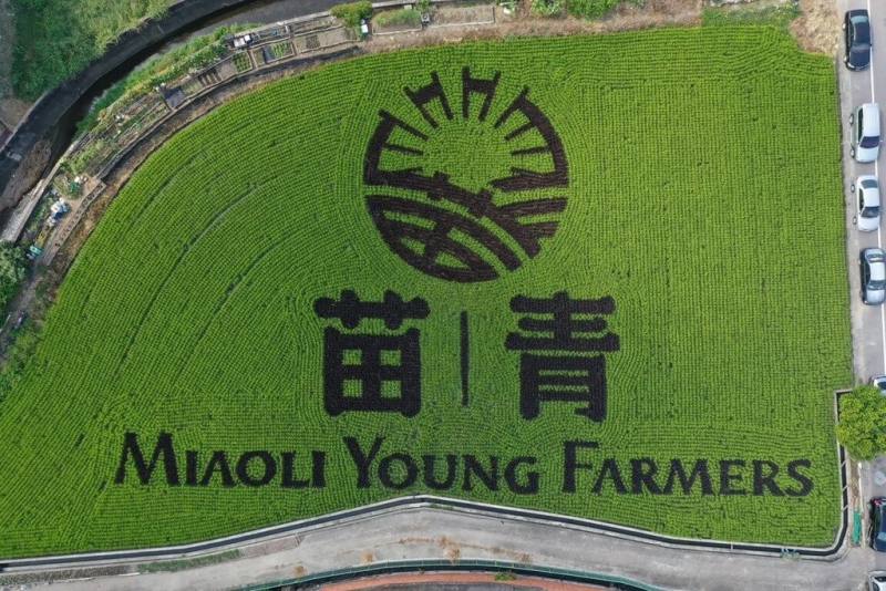 苗栗縣青農聯誼會邁入成立10週年，特別在苑裡鎮藺草博物館前農地打造主題稻田彩繪，以青農聯誼會LOGO為主題，搭配苗青 MIAOLI YOUNG FARMERS 中、英文字樣。（苗栗縣青農聯誼會提供）