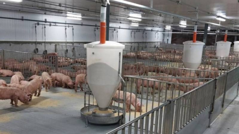 22日臺灣發生非洲豬瘟案例，台糖立即啟動最高等級生物安全防疫措施，嚴密防堵疫情入侵各豬場