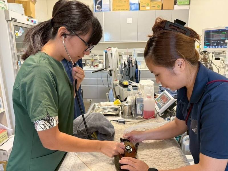 農業部林業及自然保育署南投分署23日與福邦開發投資股份有限公司附設私立九九峰可愛世界動物園簽署野生動物救護站合作意向書，盼為野生動物緊急救護、醫療照護注入更多資源。（九九峰動物園提供）