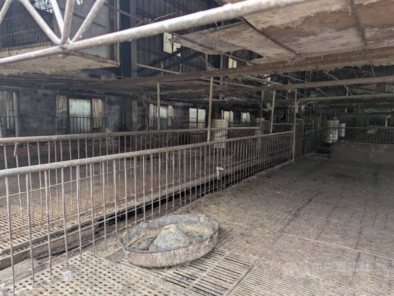 台中梧棲區一家養豬場（圖）檢出非洲豬瘟陽性，有28頭豬出貨流向市面，其中3頭豬由彰化縣加工廠分切後流向新北、雲林等6縣市。（中央社檔案照片）