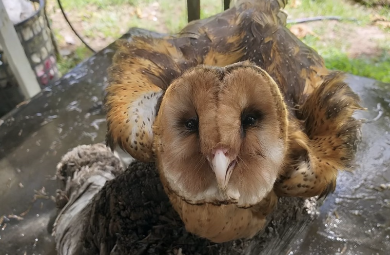 圖為東方草鴞。（中央社檔案照片）