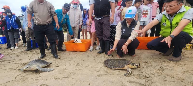 澎湖縣政府與海洋委員會海洋保育署27日舉辦11隻保育類綠蠵龜、玳瑁及欖蠵龜野放活動，澎南國中、嵵裡國小與興仁國小等師生也到場見證海龜重返大海的感人時刻。