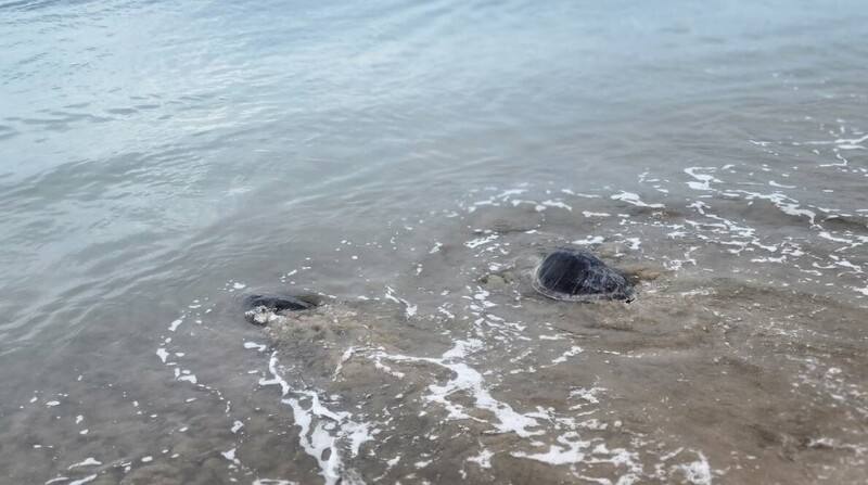 澎湖縣政府與海洋委員會海洋保育署27日舉辦野放活動，11隻海龜中，9隻是望安綠蠵龜保育區先前孵化、活動力較弱而救出的稚龜；另有欖蠵龜及玳瑁各1隻。