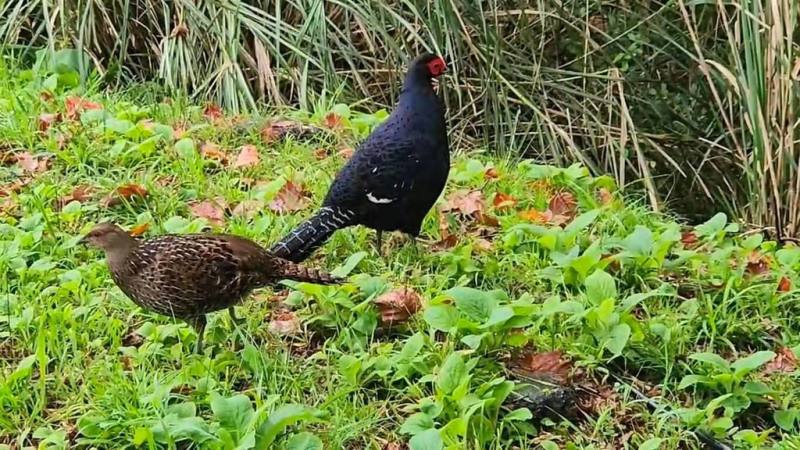 阿里山國家森林遊樂區內保育類野生動物帝雉頻繁出沒，遊客在清晨與下午2、3時都有機會在小笠原觀景平台、祝山停機坪等處遇見。圖為雄鳥（右）、雌鳥（左）結伴覓食。（林保署嘉義分署提供）