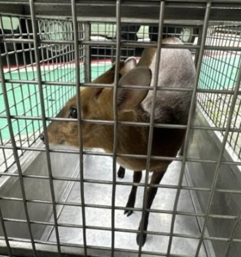 台北市動物保護處表示，30日獲報有山羌闖入文山區景華街附近早餐店，派員捕獲後，已帶至山區野放。（動保處提供）