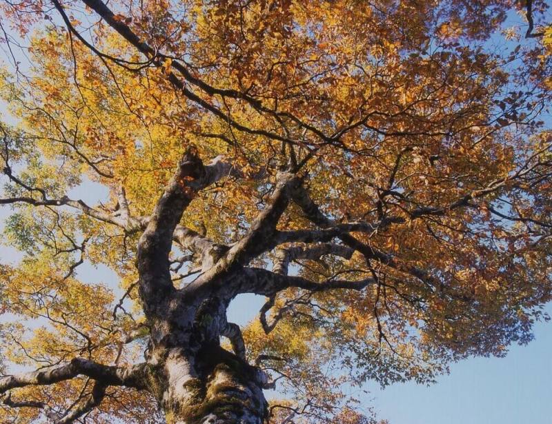 平山國家森林遊樂區台灣山毛櫸步道旁栽種的台灣山毛櫸（圖）黃葉率已達50%，園區已在翠峰景觀道路入口處，至11月23日期間的週六、週日，啟動車輛限200輛動態總量管制，9人座小客車、公務車不在管制範圍內。（林業及自然保育署宜蘭分署提供）
