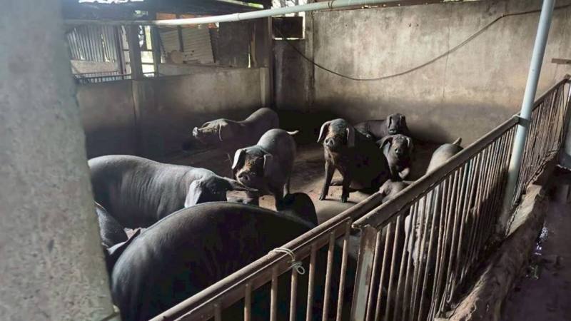 因應非洲豬瘟疫情衝擊，桃園市政府除中央公告防疫補助項目外，持續擬定6大項目進行補強，包含廚餘清運人力補貼及公、私有市場豬肉攤商營業收入損失補貼等措施。（桃園市政府提供）