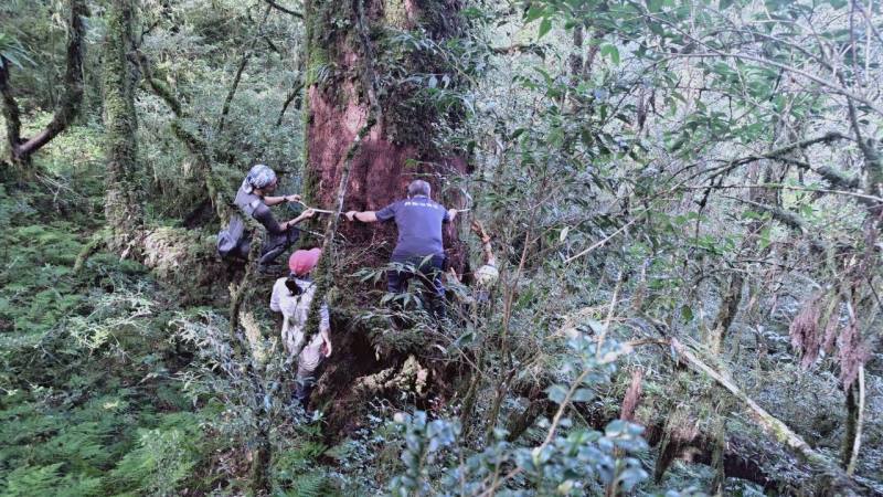 隊員們合力完成臺灣扁柏貴重木胸徑量測工作。(林業保育署新竹分署攝影)