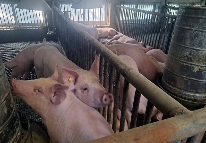 全台活豬禁運禁宰即將解除。養豬戶欣喜非洲豬瘟疫情沒有擴散，對養豬產業是好的結果，豬農並希望政府能穩定開放前幾日的交易價格。（民眾提供）