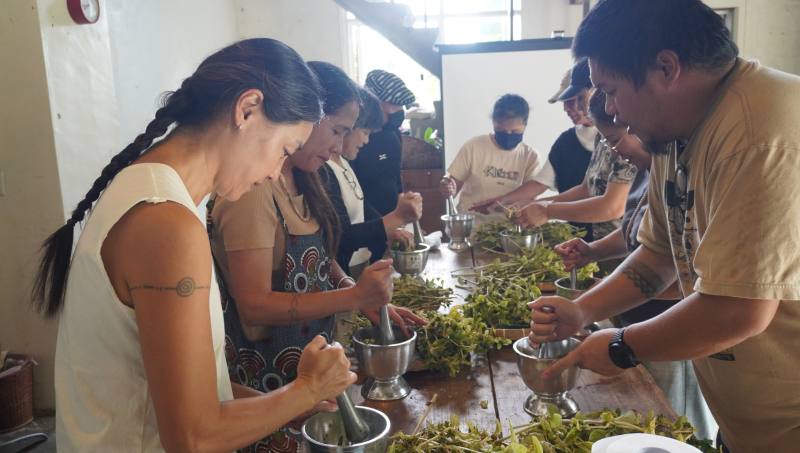 族人認識酒麴植物