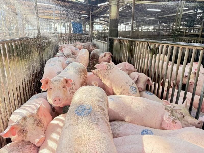 活豬拍賣恢復首日，雲林縣肉品市場7日上午恢復拍賣，第1頭豬重量132公斤、成交價每公斤新台幣99.6元，價格還算合理，豬農鬆口氣。（雲林縣肉品市場提供）