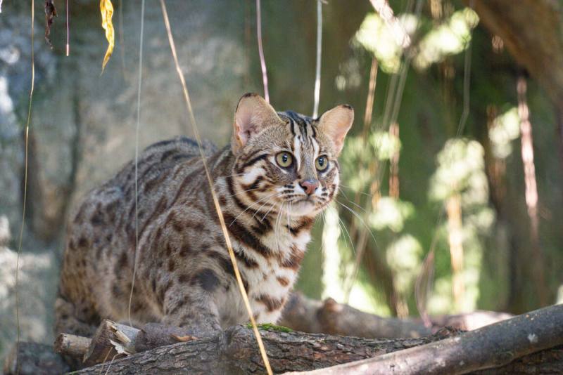 台北市立動物園表示，台灣動物區近期入住3隻救傷收容的石虎，提醒遊客降低音量、放輕腳步、避免打擾，才有機會看到牠們現身。圖為石虎「捲心餅」。（台北市立動物園提供）