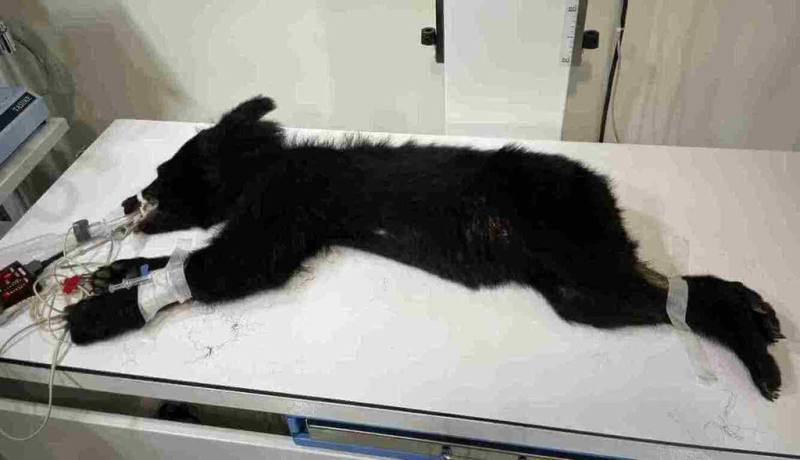 花蓮縣卓溪鄉立山村9日首度有黑熊入侵，經林業及自然保育署花蓮分署誘捕後送醫檢查，初步研判該個體應為台灣黑熊幼年公熊，體重12.3公斤、體長99.5公分、體態消瘦且營養不良，無明顯外傷，院方將進行營養補強與健康追蹤，再由花蓮分署評估野放可行性。（林業及自然保育署花蓮分署提供）