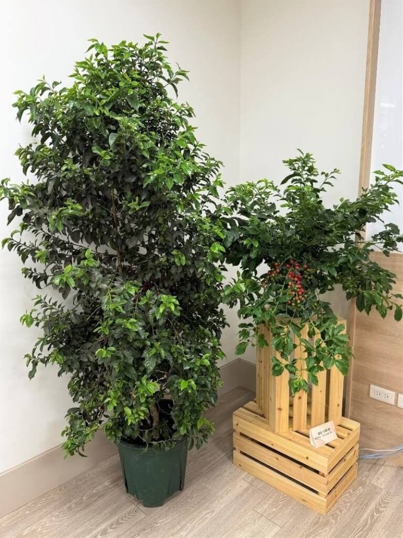 農業部農業試驗所育成台灣首個本土咖啡品種，命名為「台農1號」，產量比目前國內栽培的外來品種高，且烘焙後達精品等級。（農試所提供）