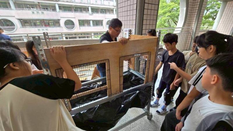 高雄市新莊國小推動「啾啾體驗」生命教育課，與在地農會攜手合作；5年3班學生透過課程親手設計鳥窩、分組照顧小鵪鶉，過程中加深理解尊重生命的意義。（新莊國小提供）