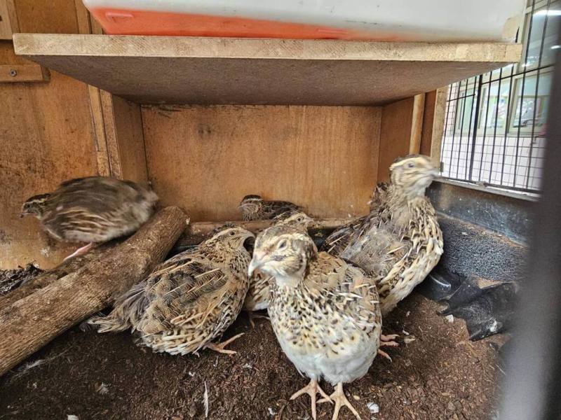 高雄市新莊國小推動「啾啾體驗」生命教育課，與在地農會攜手合作，引入鵪鶉飼養課程，讓高年級學生親手設計鳥窩、分組照顧小鵪鶉，實際體會生命的可貴。（新莊國小提供）