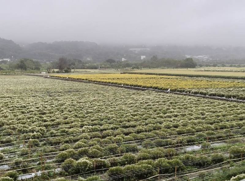 苗栗縣銅鑼鄉是國內杭菊最大產地，先前已因連續降雨農損近4成，又遇颱風鳳凰攪局。銅鑼鄉農會12日表示，目前杭菊花開約4成，所幸風雨不大未見明顯災情，也即將進入最佳賞花期。（銅鑼鄉農會提供）