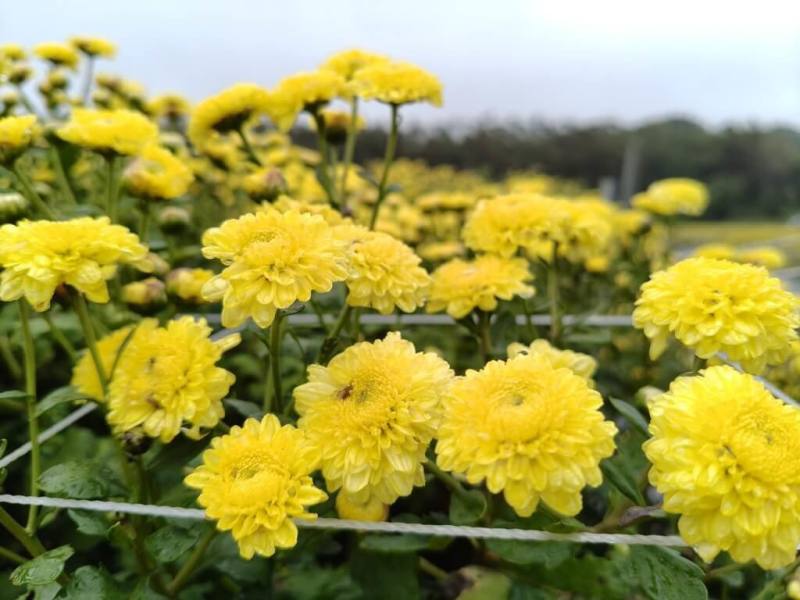 苗栗縣銅鑼鄉為國內杭菊最大產地，銅鑼鄉農會12日表示，目前杭菊花開約4成，預計11月中旬起為期3週，將迎來最佳賞花時機。（銅鑼鄉農會提供）