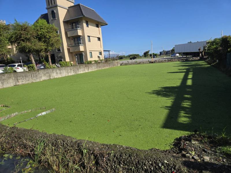 田區滿江紅生長良好