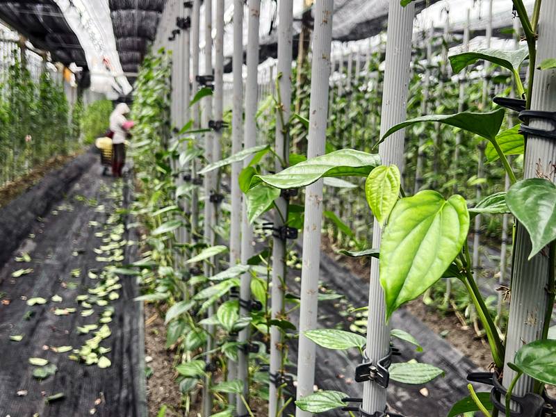 衛生福利部食品藥物管理署10月30日發文給農試所和各縣市衛生局，告知乾燥後荖藤（Piper betle L.）葉片（荖葉）可作為賦予食品特殊香味或風味的香辛料使用