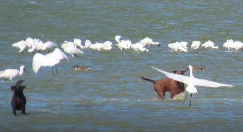 攝影師蘇家弘表示，17日在嘉義布袋台17線旁濕地發現4隻狗追逐黑面琵鷺，據他觀察，犬隻追不到黑面琵鷺，但容易攻擊較小的候鳥，並且吃牠們下的蛋。（蘇家弘提供）