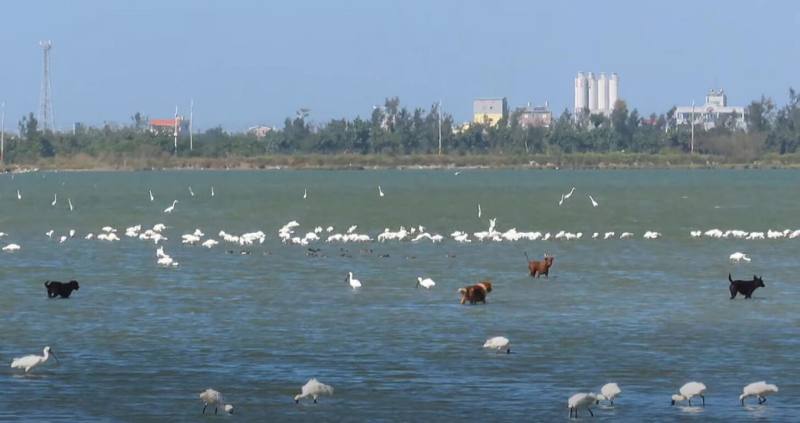 首頁 / 生活
攝影師蘇家弘濕地拍野鳥　驚見犬隻追逐黑面琵鷺[影]
2025/11/17 16:33（11/17 17:05 更新）
攝影師蘇家弘17日中午在嘉義布袋台17線旁濕地拍攝野鳥時，驚見4隻狗在濕地追逐黑面琵鷺，盼相關單位能注意，不要讓野狗威脅野鳥的生存。（蘇家弘提供）