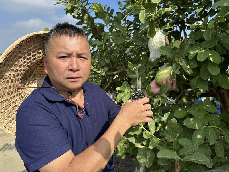 彰化縣百大果菜生產合作社理事主席陳建隆（圖）17日表示，因7、8月豪雨造成淺根的芭樂大受衝擊，落果嚴重，近期可採收芭樂，僅剩往年同期的2至3成。