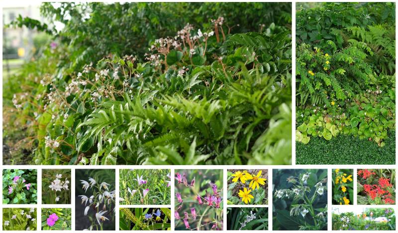 綠徑之路‧淨零之初花期錯落的搭配帶動橋下生機