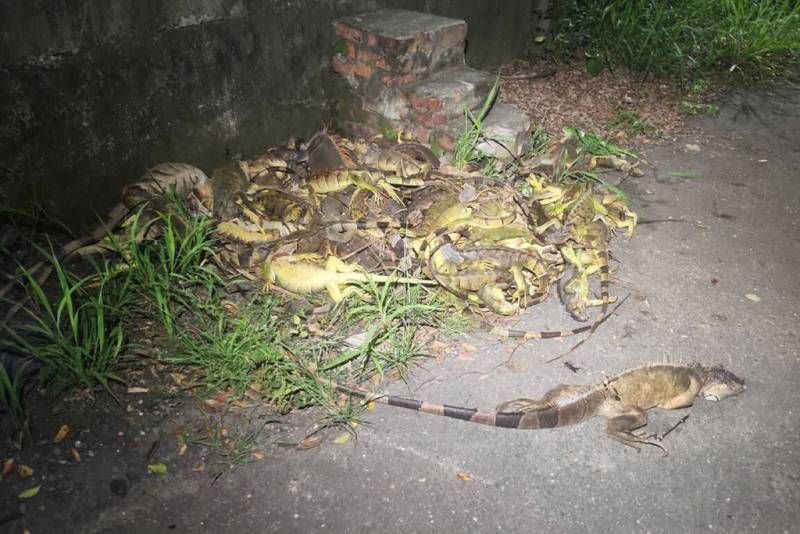 為避免綠鬣蜥族群大量繁殖移轉其他流域，影響移除進度，台南市農業局表示，今年1月至11月累積捕捉2萬3759隻，相較113年同期捕捉1萬745隻，捕獲數量已倍增。（台南市農業局提供）