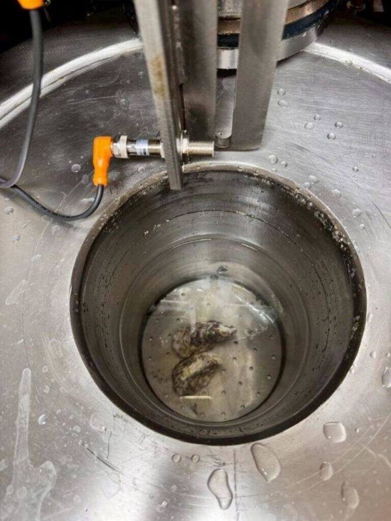 為解決牡蠣剝殼長期面臨的人力短缺與高齡化問題，農業部水產試驗所導入超高壓技術，使牡蠣殼、肉因膨脹係數差異而分離達到去殼效果，提高效率與食安，且取肉率達98%以上，更能保持牡蠣的鮮度與風味。（水試所提供）