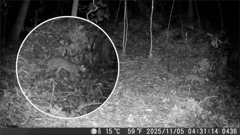 嘉義縣鄒族獵人協會11月初以紅外線自動相機在阿里山鄉里佳部落周邊國有林地內拍攝到石虎，且發現位置海拔達1752公尺，創嘉南地區最高海拔發現紀錄，睽違31年後再次現蹤阿里山。（林保署嘉義分署提供）