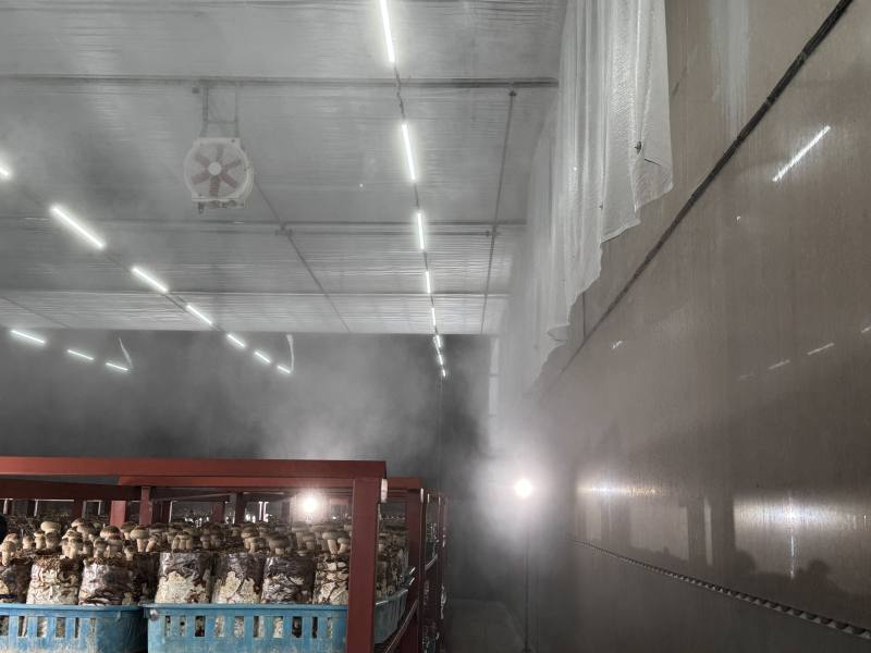 香菇立體化水簾培設施產產量可達傳統六倍