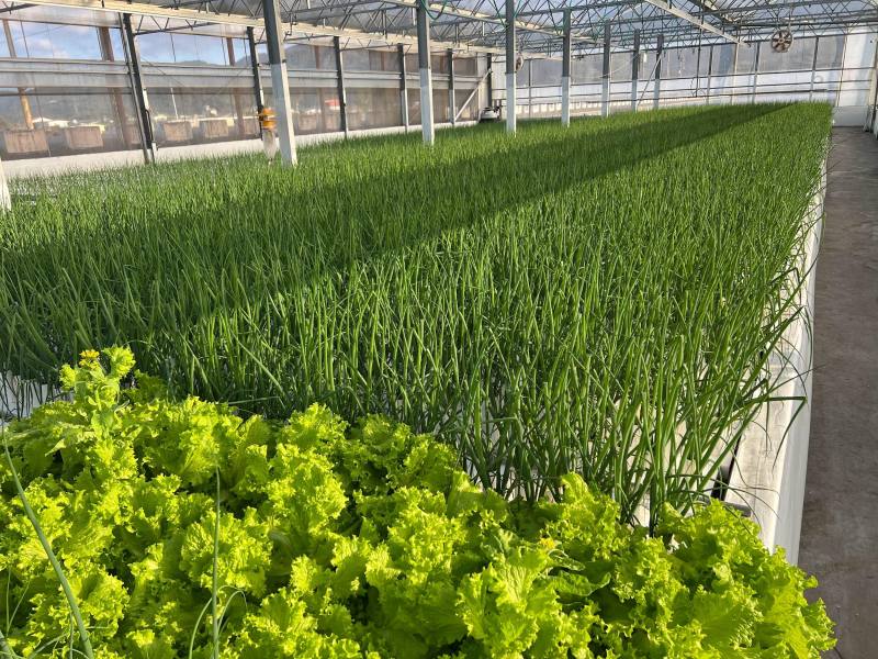 設施智能新世代，開發青蔥數位系統及AI監測智慧運用