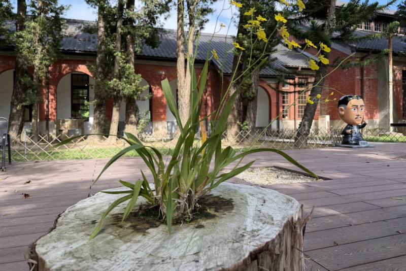 台南山上花園水道博物館內一棵羅漢松倒伏，館方移除後保留樹頭，在原樹心缺口處放進一株文心蘭，近日開出亮黃色花朵，成為另類生態景觀。（台南市文化局提供）