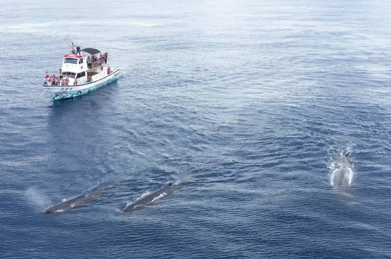 花蓮縣福爾摩沙協會自2023年啟動太平洋抹香鯨π計畫，25日公布監測成果，累計89趟航次、442小時航行，總計207次鯨豚目擊、16種物種；錄製359筆水下原始錄音，整理出269筆可用音檔，其中126筆為抹香鯨聲紋紀錄。（花蓮縣福爾摩沙協會提供）