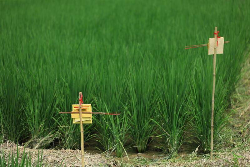 中台灣還保有中秋節豎立「土地公柺」的習俗，方便土地公出巡，也展現人民崇敬土地的人情味