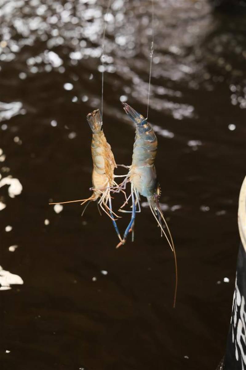 客人釣到雙弓時，店家會大聲廣播：「恭喜！雙弓！」讓全場都知道，還會致贈飲料