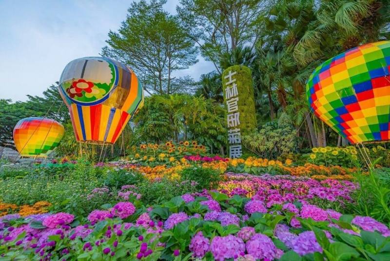 2025士林官邸菊展28日熱鬧舉辦開幕式，台北市政府工務局公園路燈工程管理處預估花海會在12月後陸續盛開，歡迎民眾走訪參觀。（公園處提供）