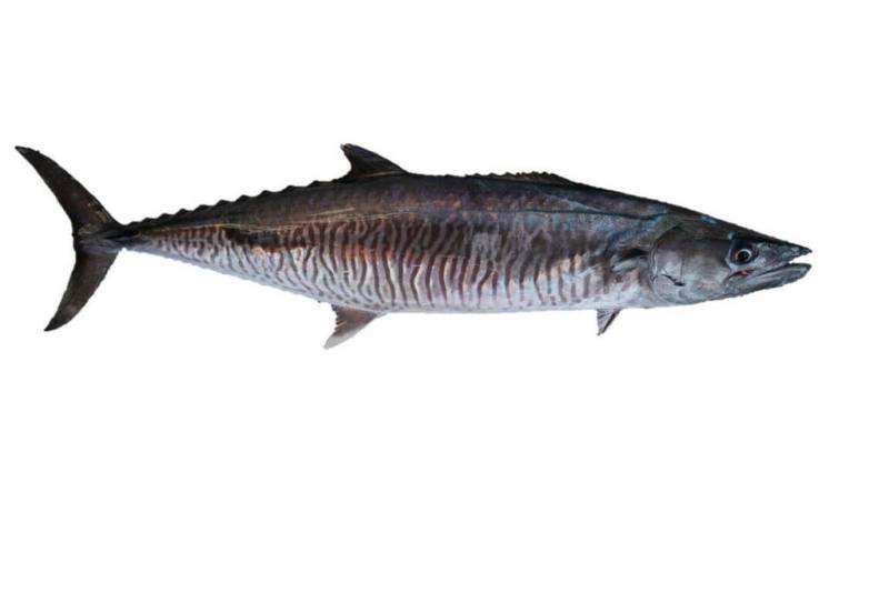 土魠魚肉質香甜，是高經濟價值的魚種，但近年產量衰退。農業部水產試驗所成功利用土魠魚耳石，掌握其洄游行為，可作為台灣沿近海漁業資源管理的重要科學依據。（水試所提供）