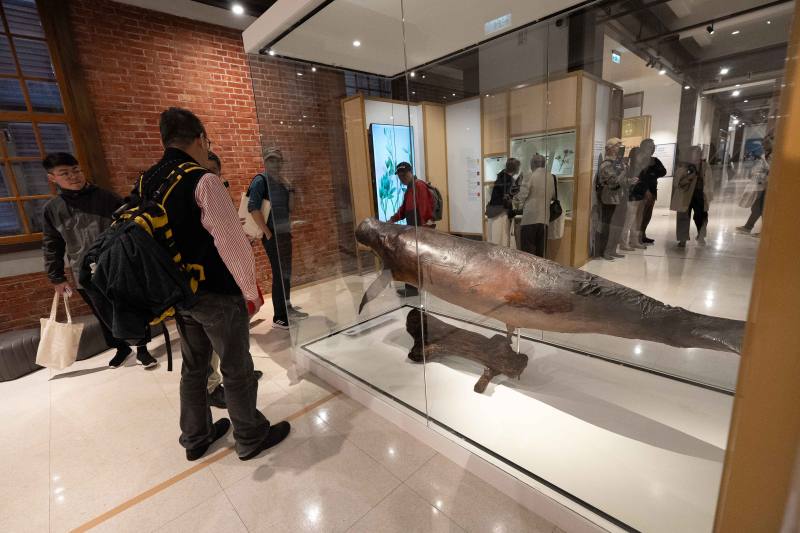 「第六次大滅絕？命運還是機會」特展展出罕見儒艮標本